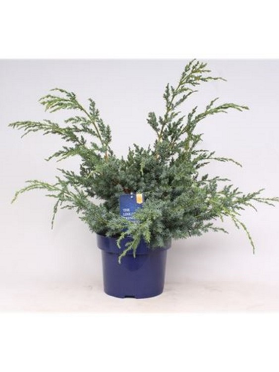 Можжевельник Китайский Блю Альпс  Можжевельник Китайский Блю Альпс