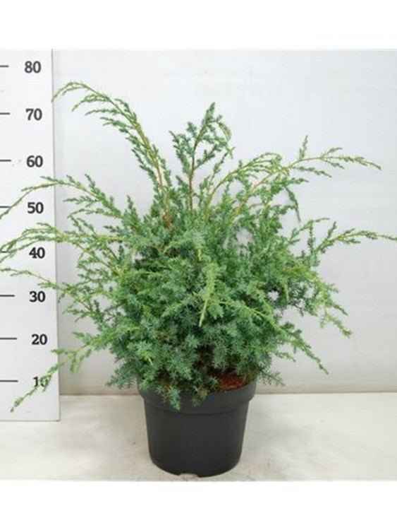 Можжевельник Китайский Блю Альпс  Можжевельник Китайский Блю Альпс