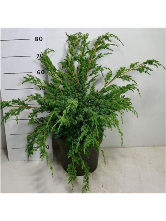 Можжевельник Китайский Блю Альпс  Можжевельник Китайский Блю Альпс