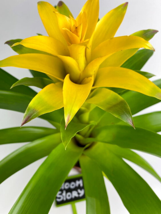 Гузмания Десео жёлтая ⌀12 40 см  Гузмания Десео жёлтая ⌀12 40 см