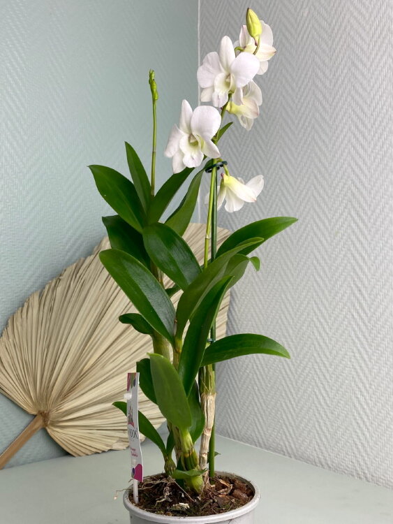 Орхидея Дендробиум Санок белый 1 ст 