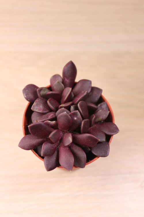 Анакампсерос Рубра ⌀5 