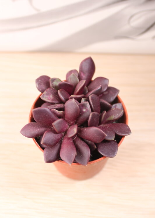 Анакампсерос Рубра ⌀5 