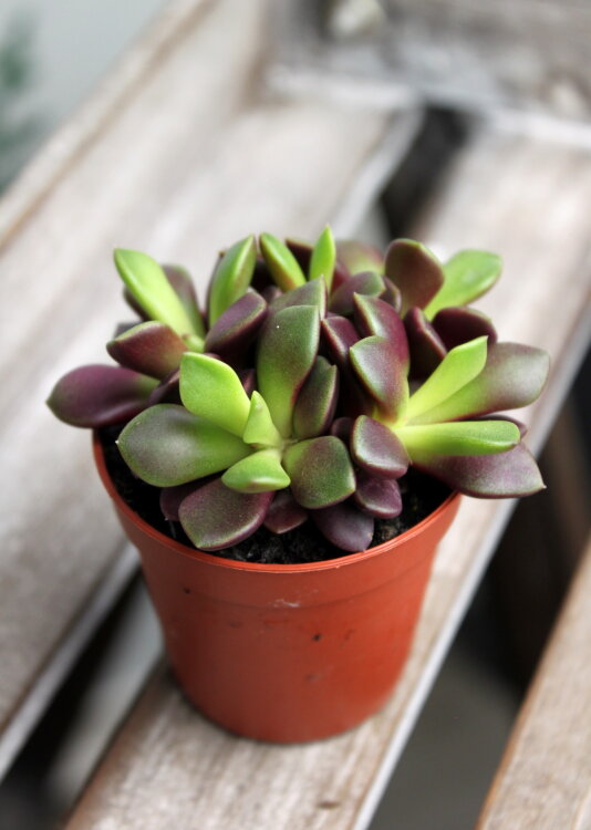 Анакампсерос Рубра ⌀5 