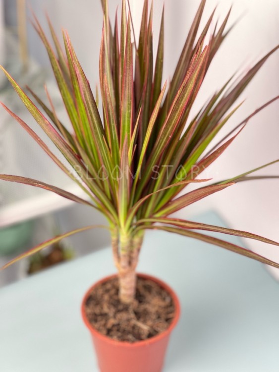 Драцена Маргината Маджента ⌀12 35 см 