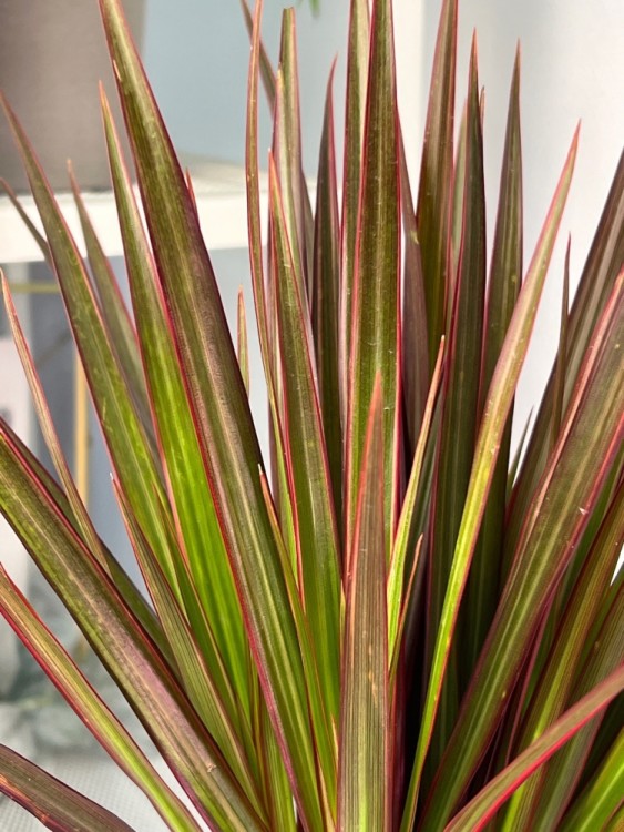 Драцена Маргината Маджента ⌀12 35 см 