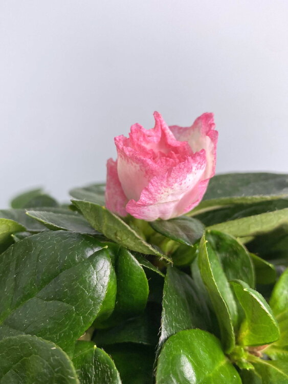 Азалия биколор ⌀12 