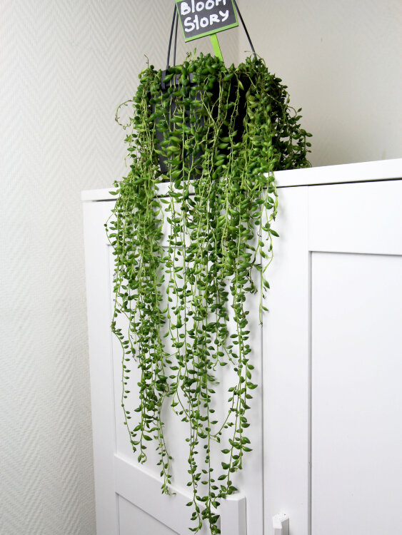 Сенецио Херреанус ⌀17  