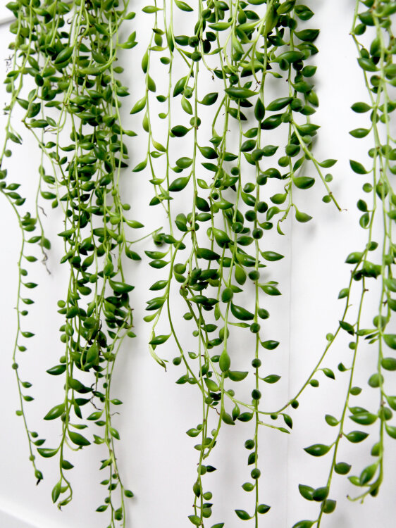 Сенецио Херреанус ⌀17  