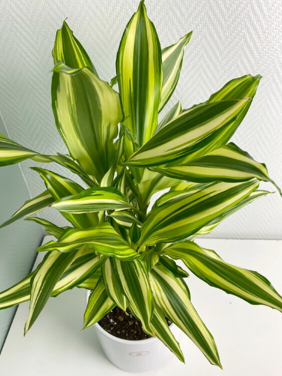 Драцена Фрагранс Даймонд Дрим ⌀17 45 см  Драцена Фрагранс Даймонд Дрим ⌀17 45 см