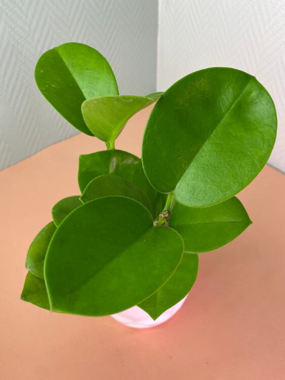 Хойя Аустралис ⌀10 30 см 