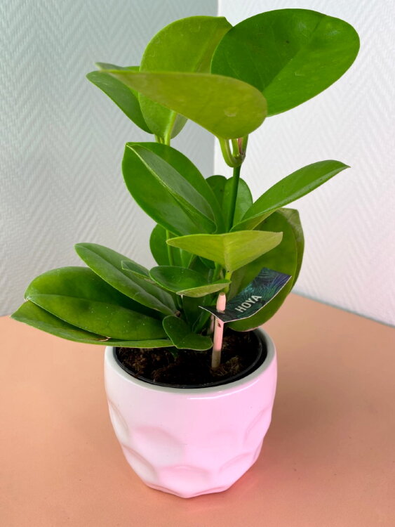 Хойя Аустралис ⌀10 30 см 