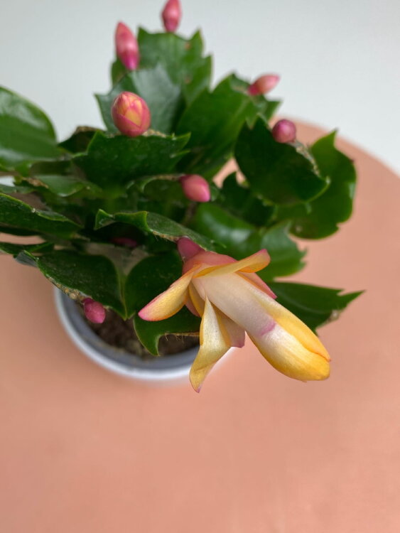 Декабрист жёлтый ⌀10 