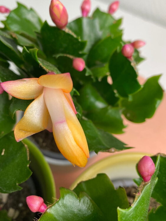 Декабрист жёлтый ⌀10 