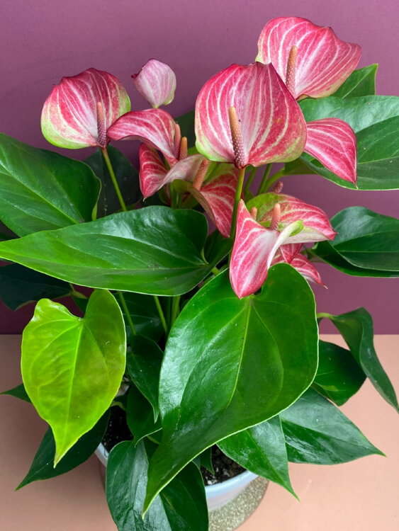 Антуриум Ливиум ⌀17 50 см 