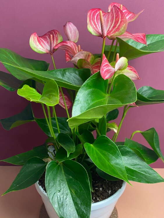 Антуриум Ливиум ⌀17 50 см 