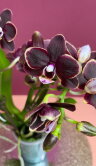 Орхидея Фаленопсис мини Мики Литтл Фокс ⌀6 20 см 