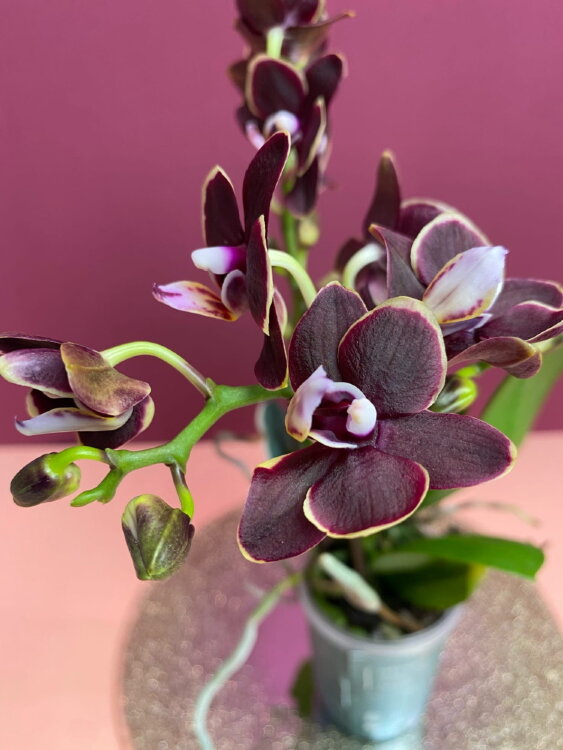 Орхидея Фаленопсис мини Мики Литтл Фокс ⌀6 20 см 