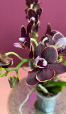Орхидея Фаленопсис мини Мики Литтл Фокс ⌀6 20 см 