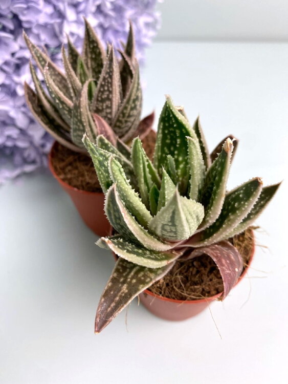 Гастералоэ вариегатное ⌀5 