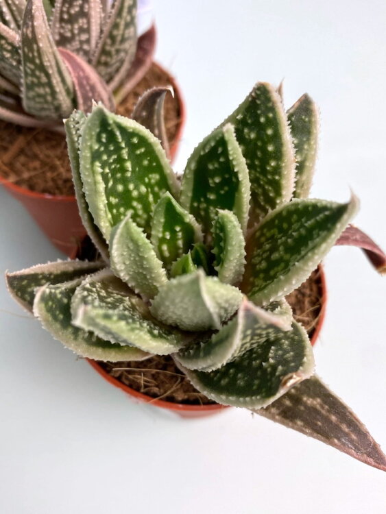 Гастералоэ вариегатное ⌀5 