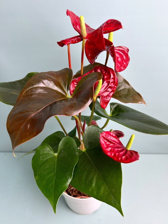 Антуриум красный Корал Чемпион ⌀14 45 см  Антуриум красный Корал Чемпион ⌀14 45 см