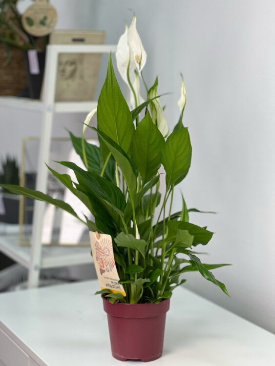 Спатифиллум Торелли ⌀12 40 см 