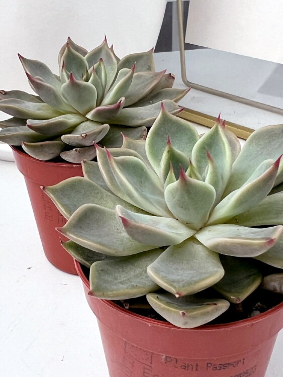 Эхеверия Корни ⌀5 