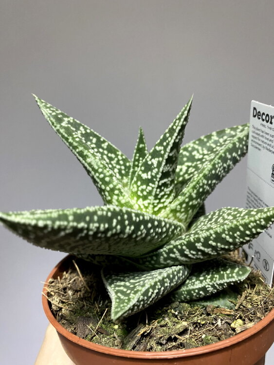 Гастералоэ Авео ⌀12 