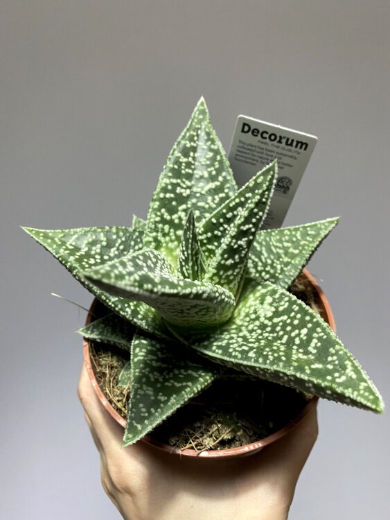 Гастералоэ Авео ⌀12 