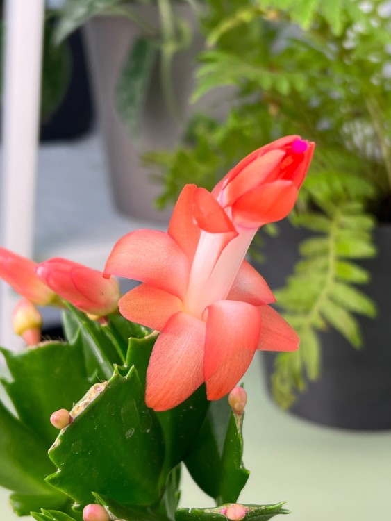 Декабрист оранжевый ⌀7 