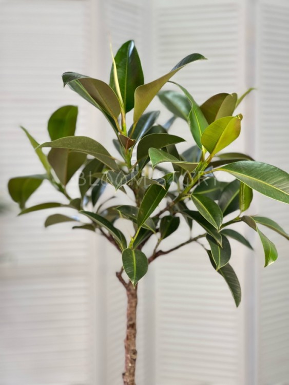 Фикус эластика Мелани штамб ⌀21 90 см 