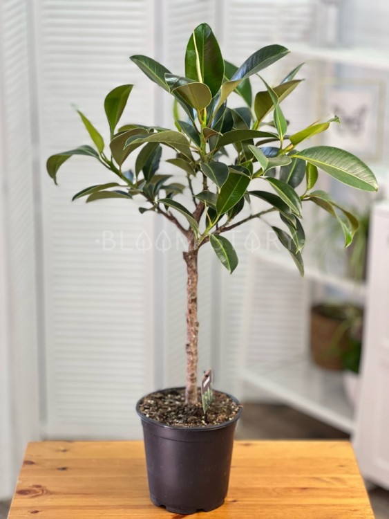 Фикус эластика Мелани штамб ⌀21 90 см 