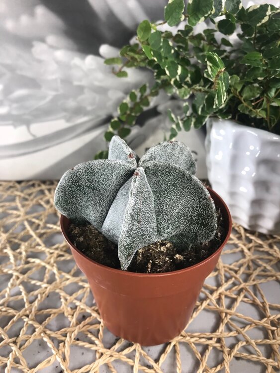 Астрофитум Мириостигма ⌀8 