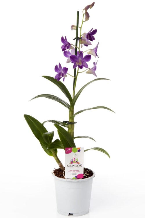 Орхидея Дендробиум Санок Блу Хеппинес 1 ст 