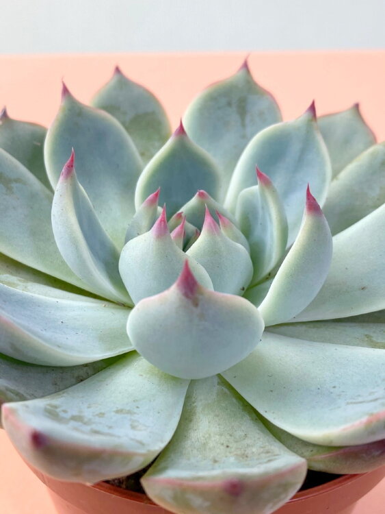 Эхеверия Чихуахуанезис ⌀8 