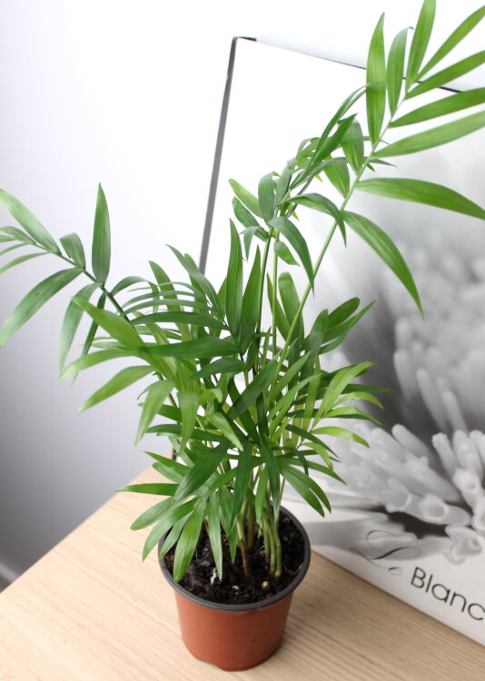 Хамедорея Элеганс ⌀9 25 см 