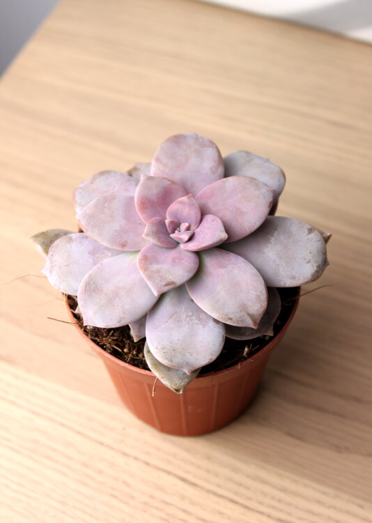 Граптоверия Супербум ⌀8 