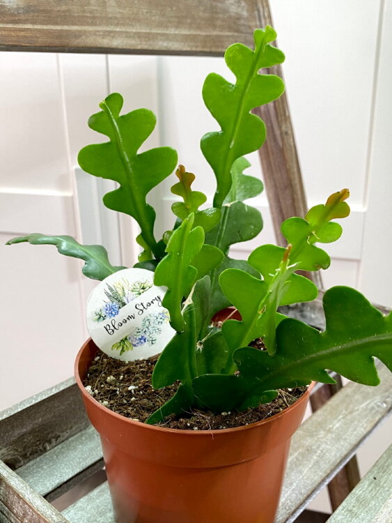 Эпифиллум Ангулигер ⌀12 