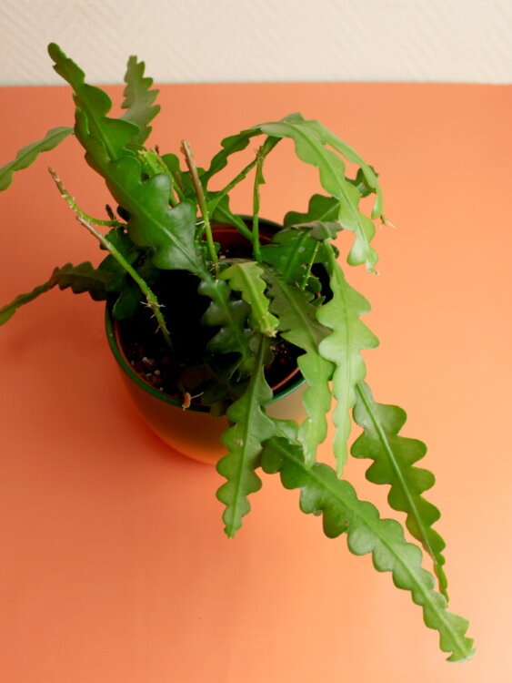 Эпифиллум Ангулигер ⌀12 