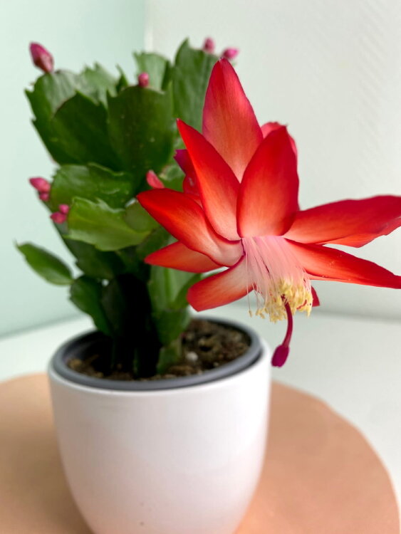 Декабрист красный ⌀10 