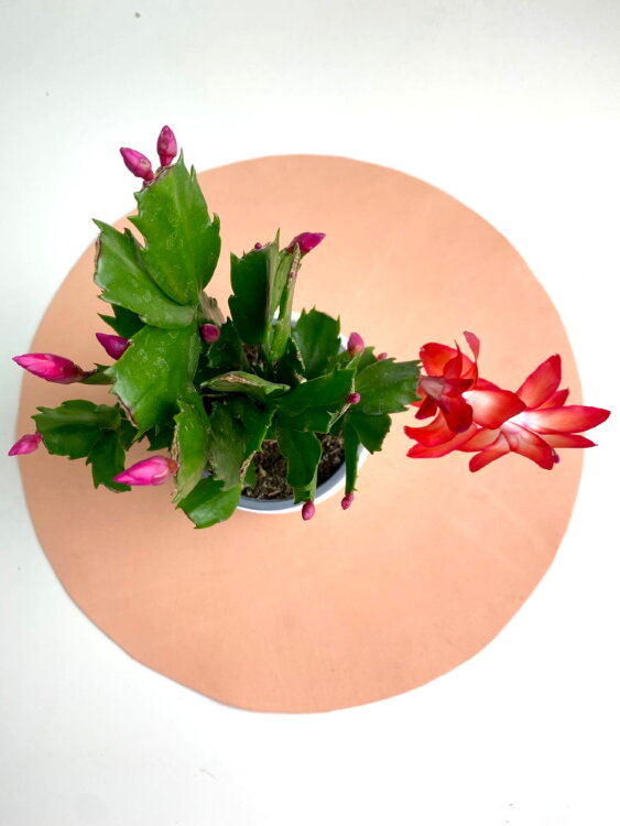 Декабрист красный ⌀10 