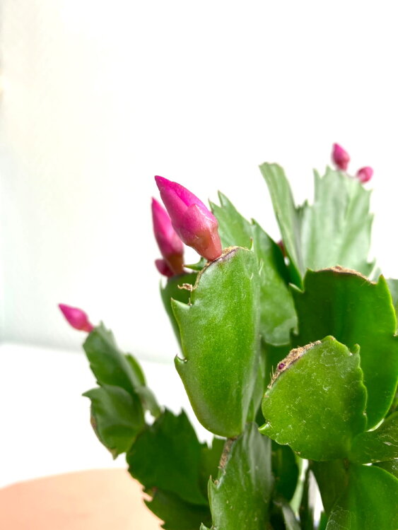 Декабрист красный ⌀10 