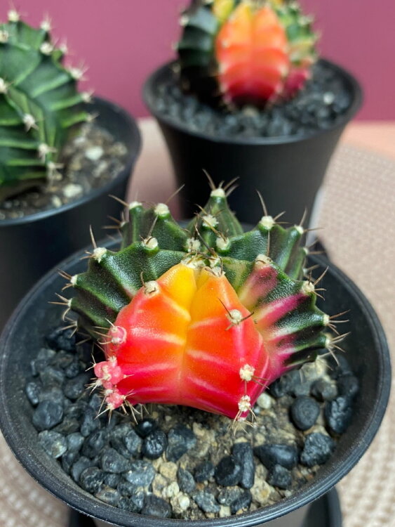 Гимнокалициум вариегатный ⌀7 