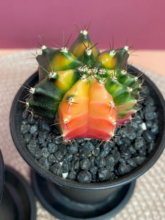 Гимнокалициум вариегатный ⌀7 