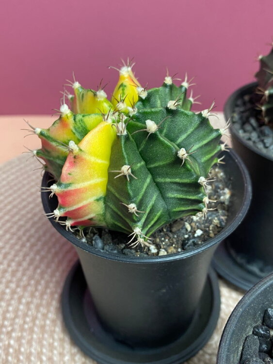 Гимнокалициум вариегатный ⌀7 