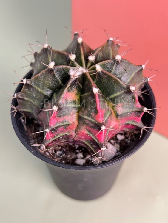 Гимнокалициум вариегатный ⌀7 