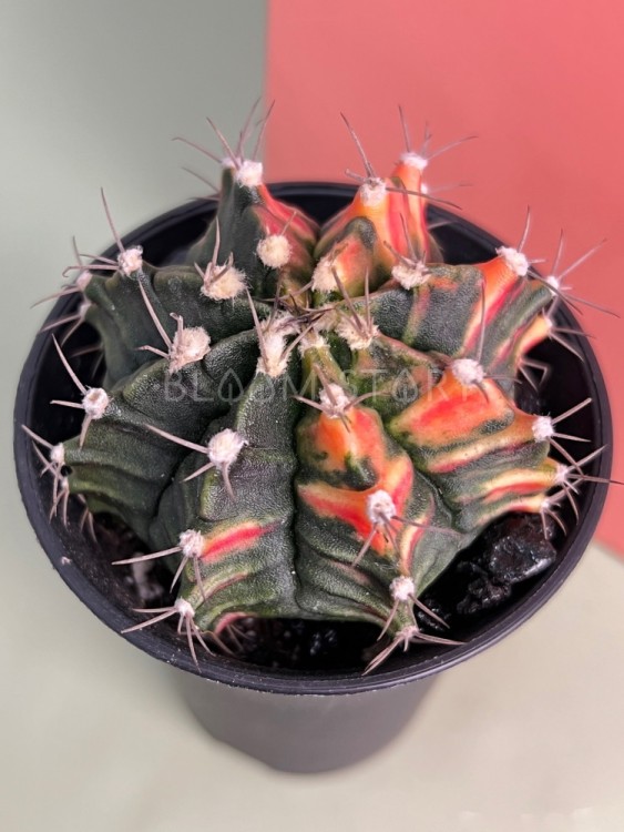 Гимнокалициум вариегатный ⌀7 