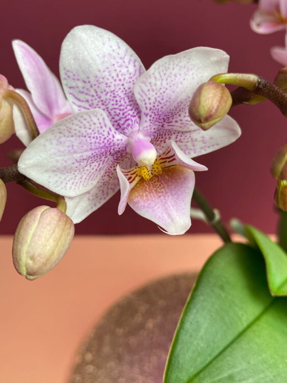 Орхидея Фаленопсис мини Пинк Дрим ⌀6 20 см 