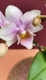 Орхидея Фаленопсис мини Пинк Дрим 
